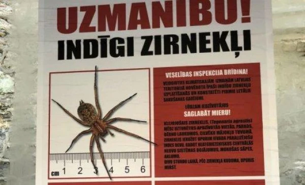 Изображение к статье: Почему мы боимся пауков: причины возникновения фобии