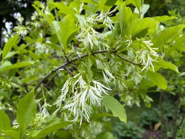Изображение к статье: Снежноцвет виргинский (Chionanthus virginicus)
