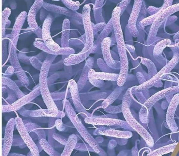 Изображение к статье: Бактерии Vibrio
