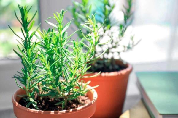Изображение к статье: Как вырастить розмарин из магазинной веточки