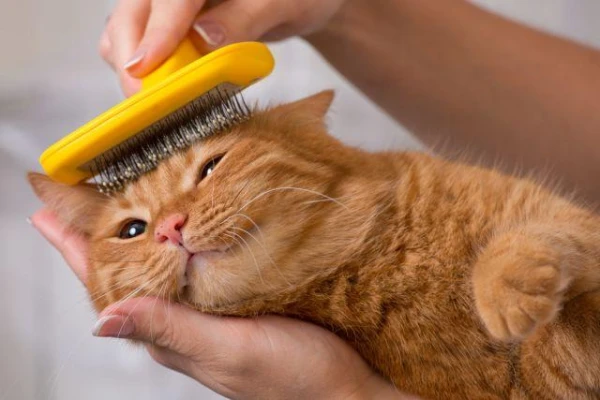 Изображение к статье: Кошка