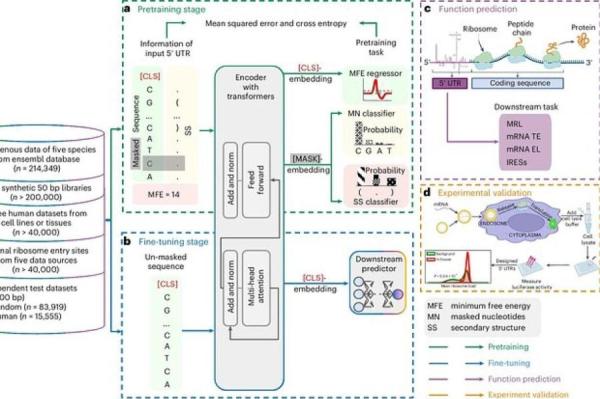 Изображение: Nature Machine Intelligence (2024) / phys.org