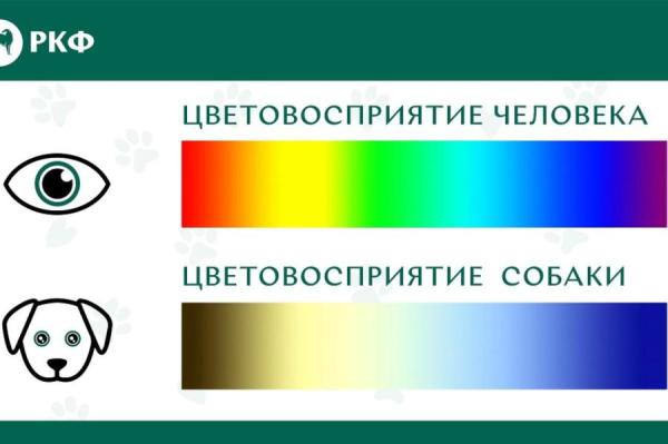 Кинолог объяснил, чем зрение собак отличается от человеческого