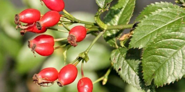 Изображение к статье: Рецепты напитков для борьбы с простудой