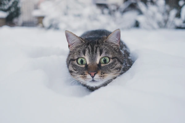 Изображение к статье: кот зимой