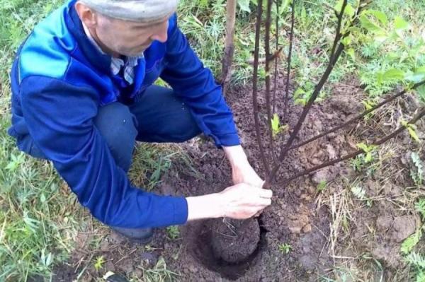 Как грамотно, по науке посадить вишни и сливы?