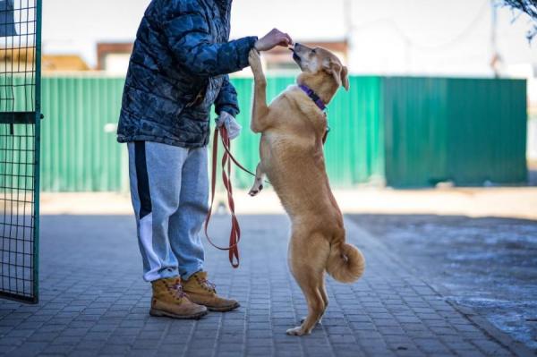 Какие лакомства можно давать собаке при дрессировке