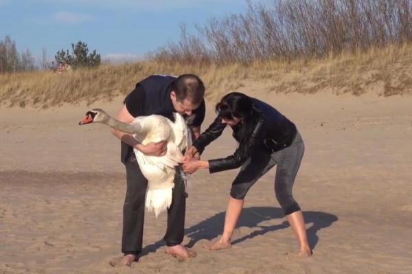 Изображение к статье: Было много крови, надеемся на лучшее: как в Риге лебедя спасали