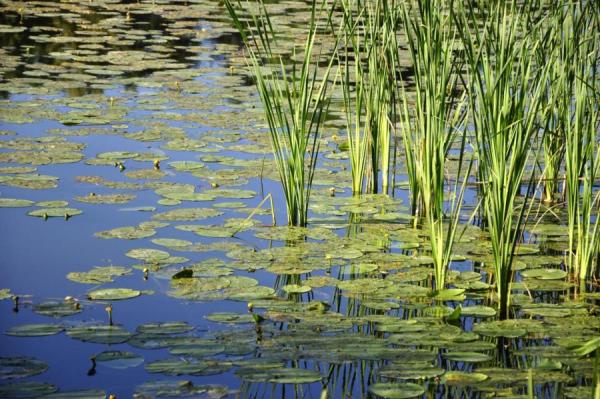 Вода в реках и озерах прогрелась еще больше