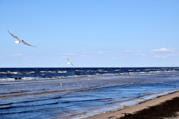 Самая низкая температура воды - на Курземском побережье Рижского залива