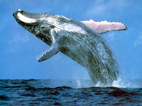 Почему киты стали большими