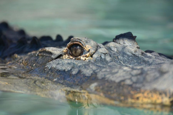Зачем крокодилы глотают камни: интересная привычка