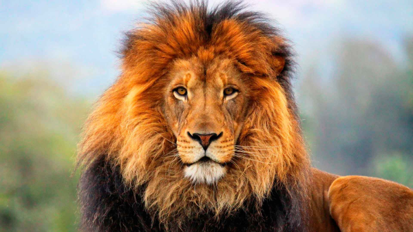 Почему мы считаем «царем зверей» именно льва?