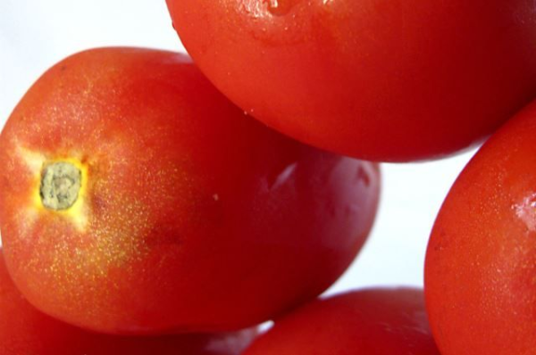 Нужно ли вырезать у помидора «попку»?