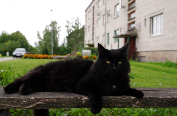 Усы, лапы и хвост — вот мои документы: некоторых латвийских кошек разрешили не чипировать