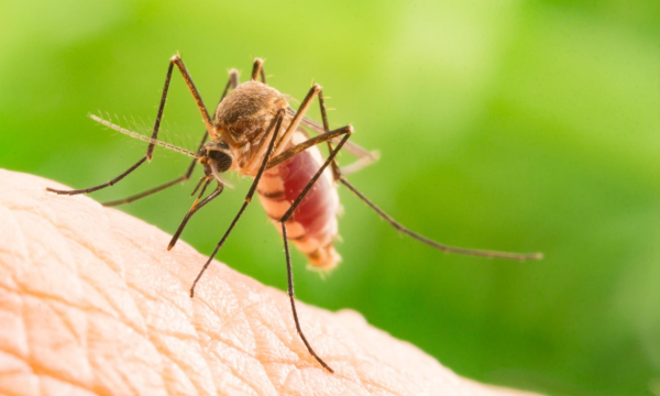 Кого комары кусают чаще?