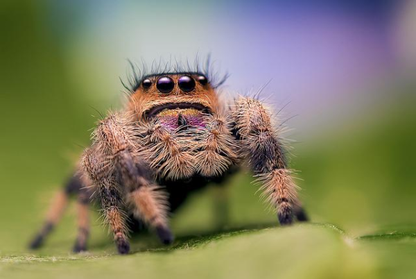 Названы самые агрессивные пауки