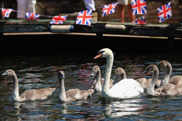 Зачем в Великобритании пересчитывают лебедей?