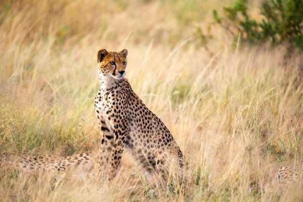 Внутренние уши помогают гепардам в охоте
