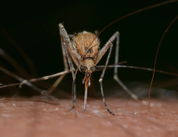 Неподалеку от Латвии обнаружили редкого комара: он распространяет не поддающийся лечению вирус