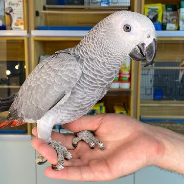 За возвращение «загулявшего» в Риге попугая назначена награда в 2000 евро