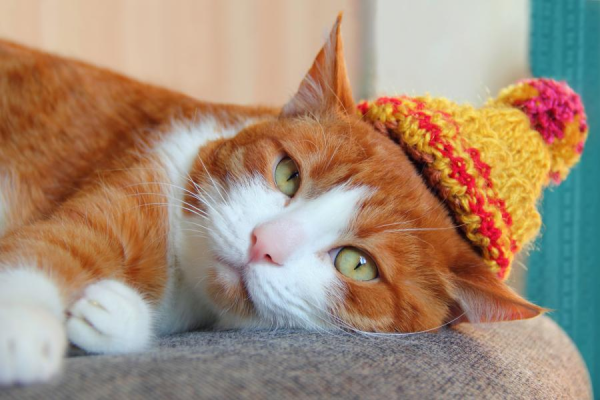 Релаксация: почему кошки так любят нежиться на солнышке