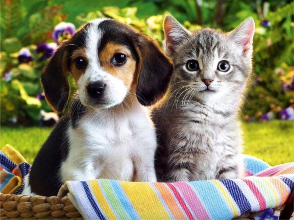Почему не стоит кормить кошку собачьим кормом, а собаку — кормом для кошек?