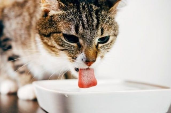 Стоит ли беспокоиться, если кот стал часто пить воду?
