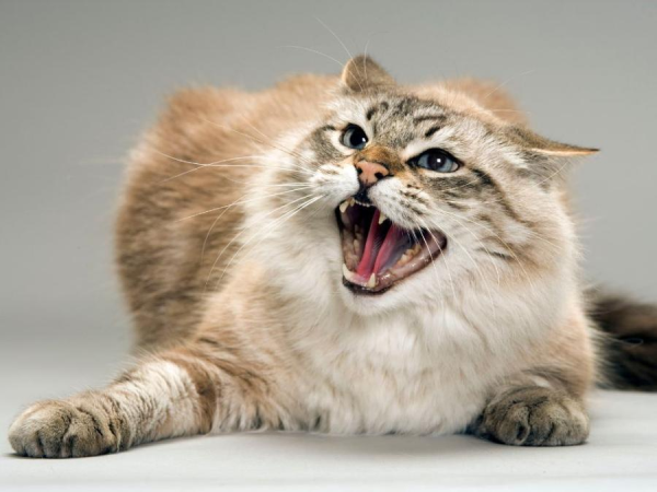 Почему кошки шипят на хозяев: агрессия, страх или предупреждение?
