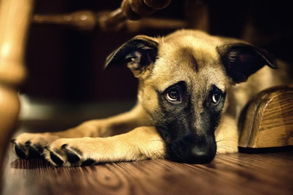 Семь признаков, которые указывают на то, что ваша собака очень сильно вас любит