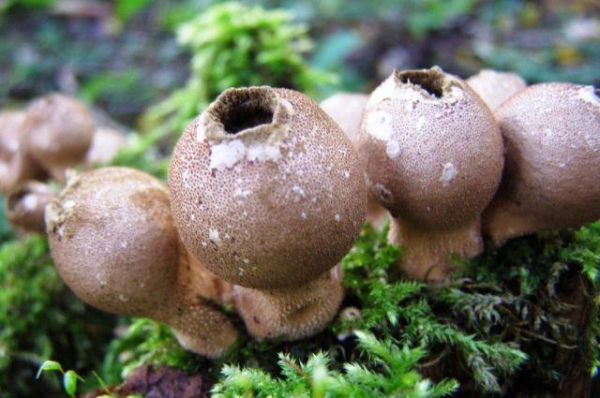 Правда ли, что некоторые грибы заживляют раны?