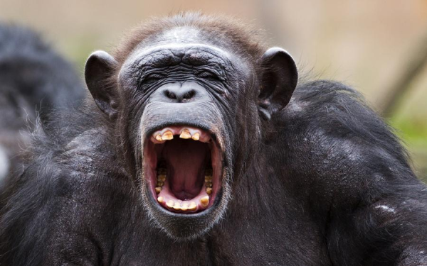 Почему шимпанзе чистят зубы своим покойникам