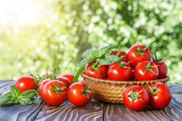 Как ускорить созревание помидоров?