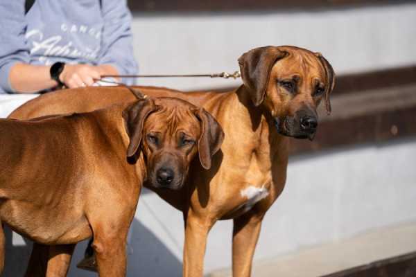В Польше собираются принять закон, запрещающий держать собак на цепи