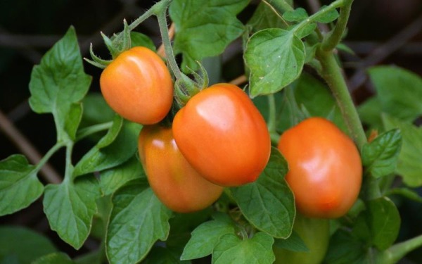 Борная кислота для томатов: действенный метод увеличить плодоношение