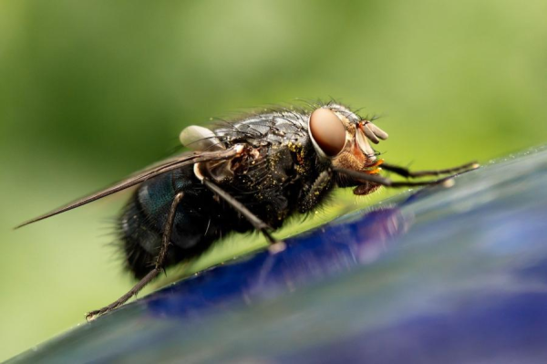 Почему и как некоторые растения едят мух?