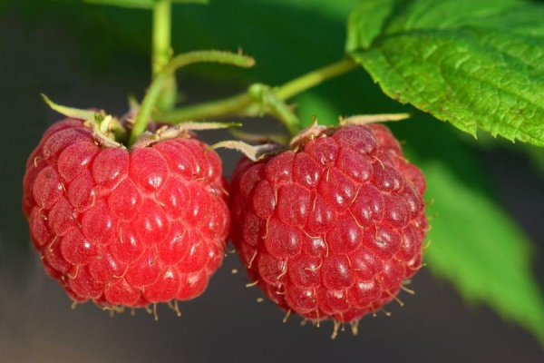 Кому и почему нельзя есть малину: рассказываем о неоднозначности летней ягоды
