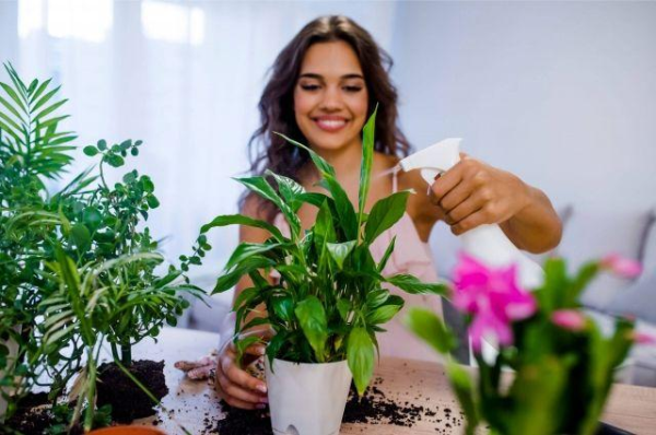 Как ухаживать за комнатными растениями в жару