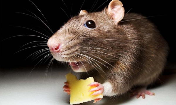Как смеются крысы?