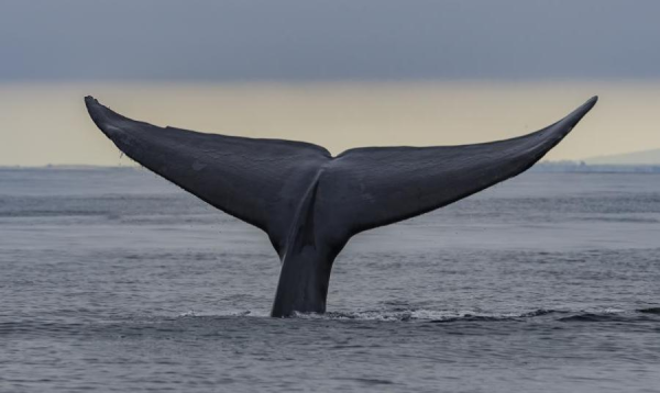Невероятные факты о китах