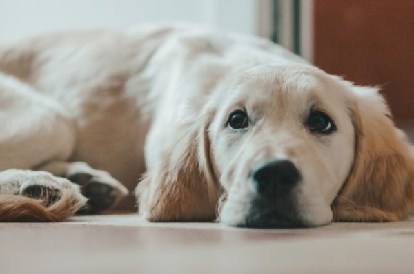 Правда ли, что собаки чувствуют стресс, испытываемый хозяином?