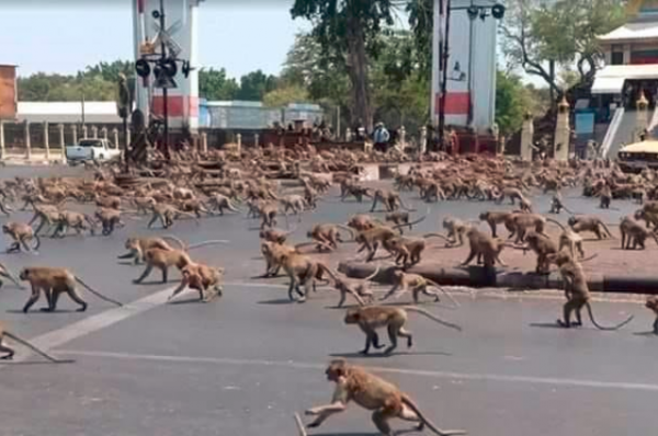 Правда ли, что обезьяны захватили целый город в Таиланде?