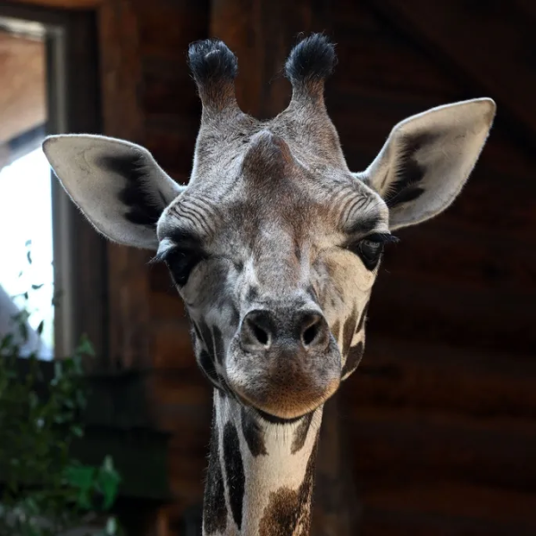 Финские лишайники оленям и чеснок жирафам. Что едят животные в Рижском зоопарке?