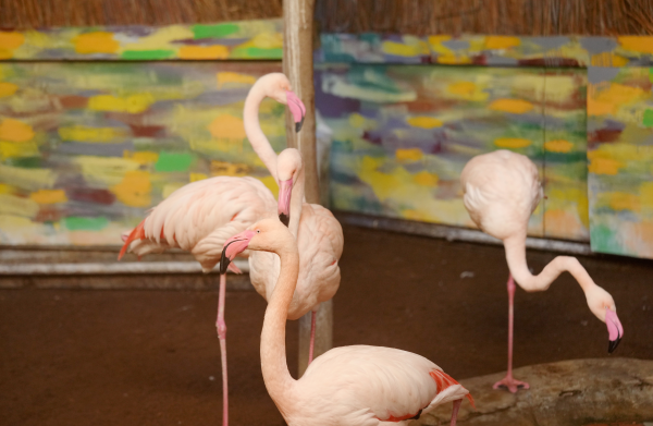 Рижский зоопарк будет закрыт в понедельник из-за последствий урагана