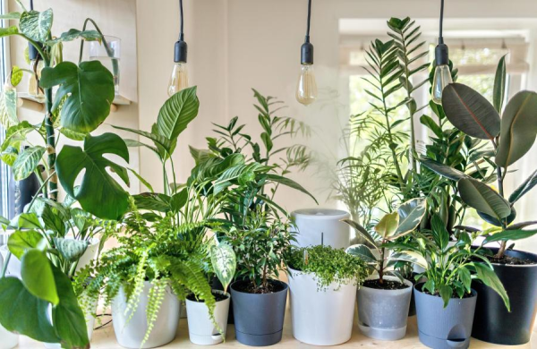 Растения-обереги: что советуют держать в доме