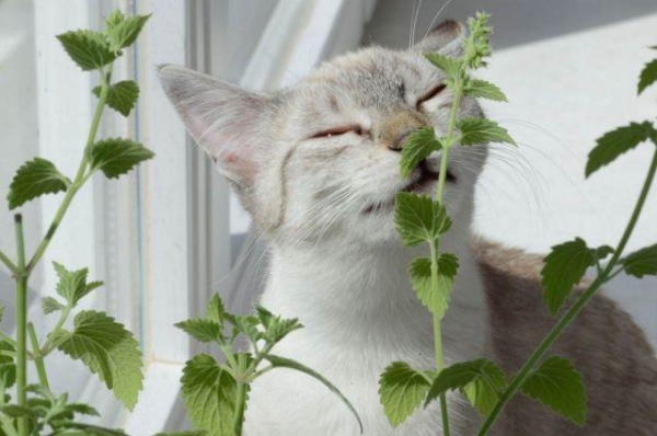 Почему кошки любят есть комнатные растения