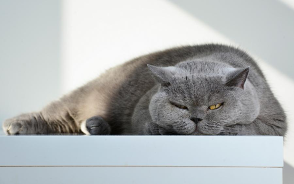 Гигиена питомцев: нужно ли купать кота?