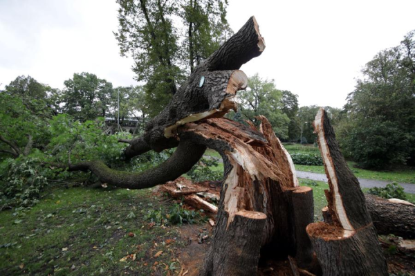 В Риге будет два пункта пункта сбора деревьев, веток и листьев, поваленных ураганом