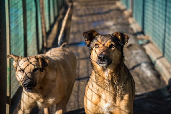 В столице Турции бездомных собак возьмут «на работу» охранниками зданий и автостоянок