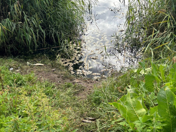 В пруду парка Узварас массово дохнет рыба; жителей предупреждают